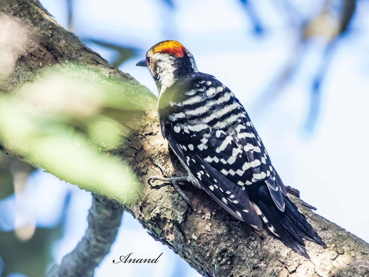 Brown-fronted Woodpecker - ML639944624