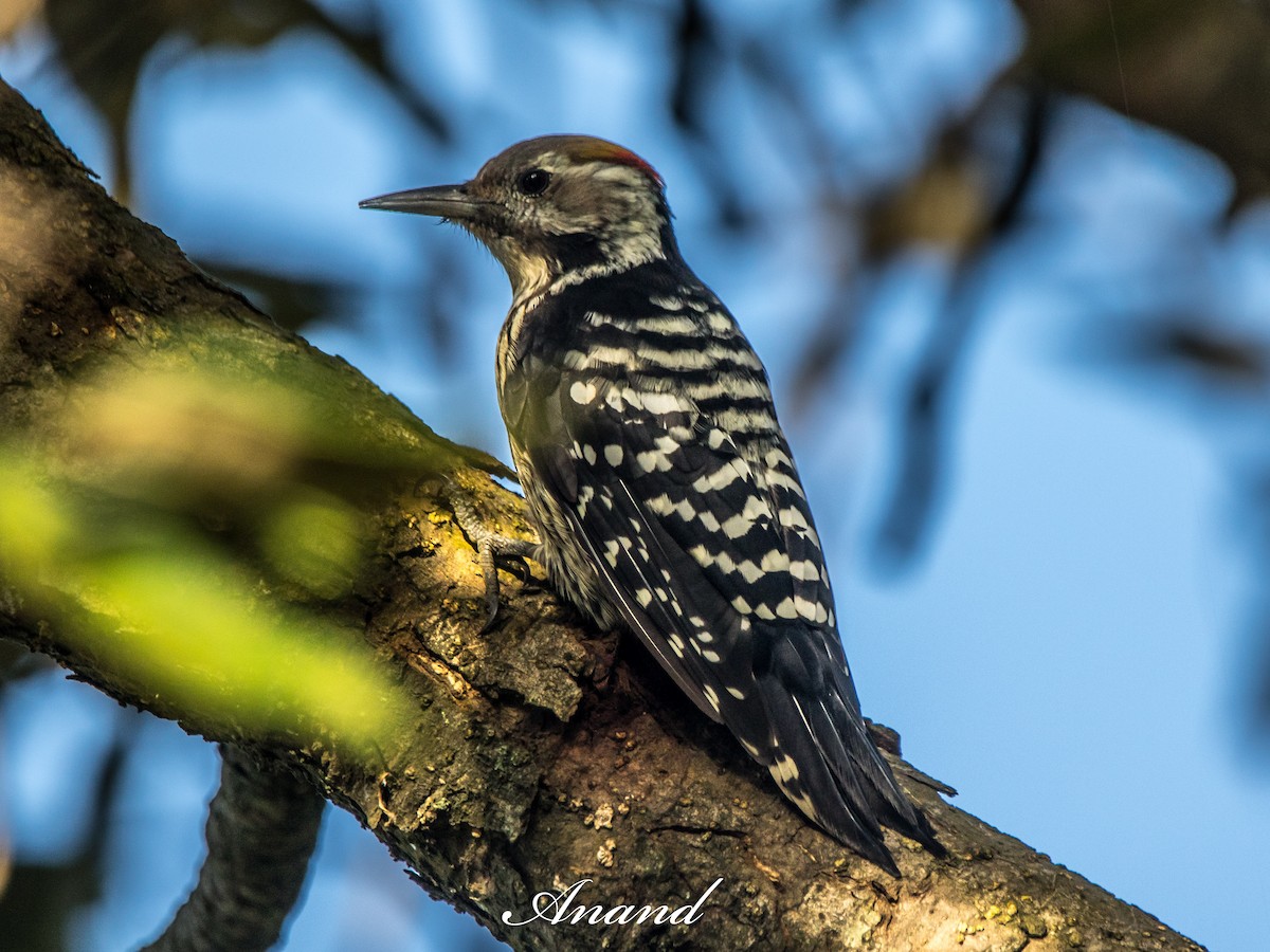 Brown-fronted Woodpecker - ML639944639