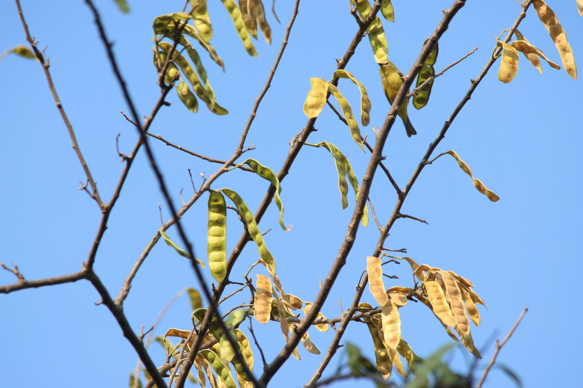 Südbrillenvogel - ML639944646