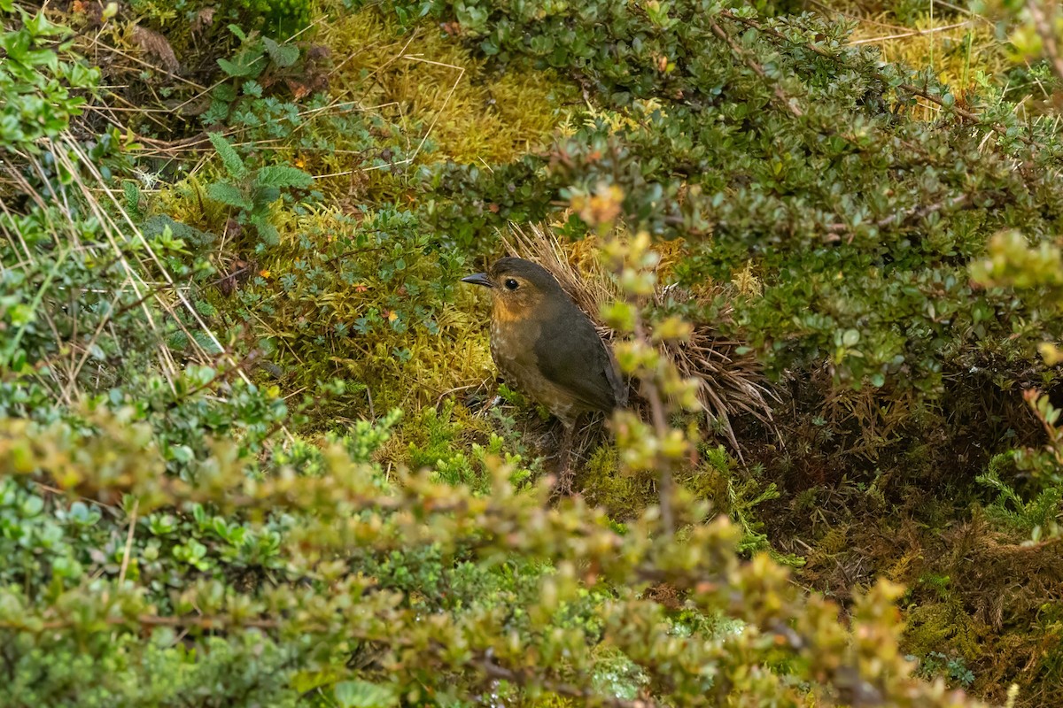 Atuen Antpitta - ML639944697