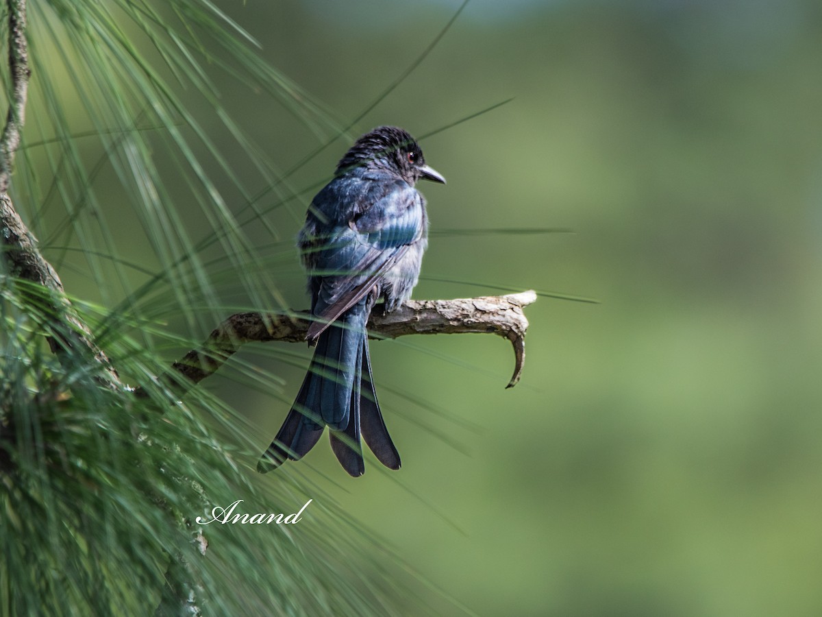 Ashy Drongo - ML639944738