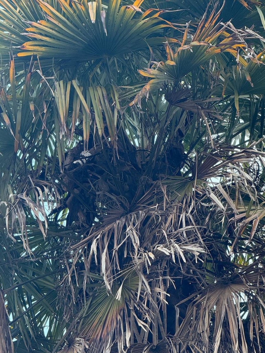 Black-faced Ibis - ML639944797