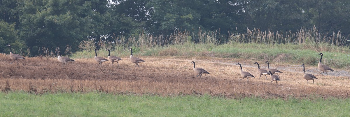 Canada Goose - ML639944827