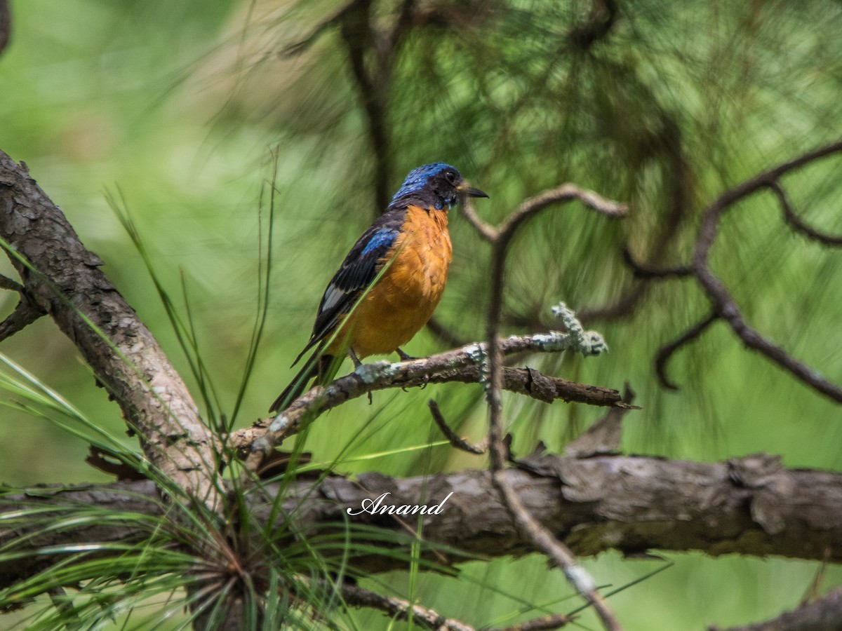 Blue-capped Rock-Thrush - ML639944828
