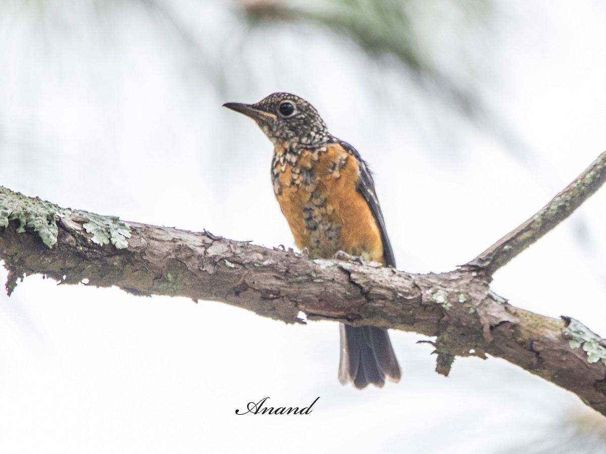 Blue-capped Rock-Thrush - ML639944841