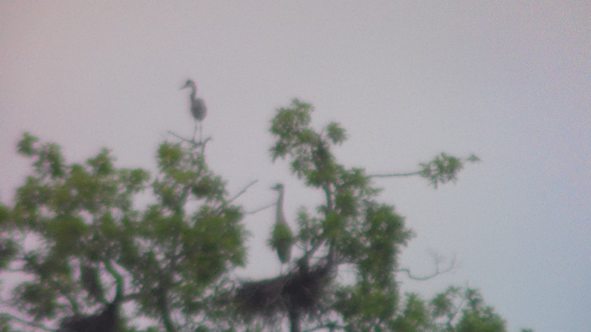 Great Blue Heron - John McBride