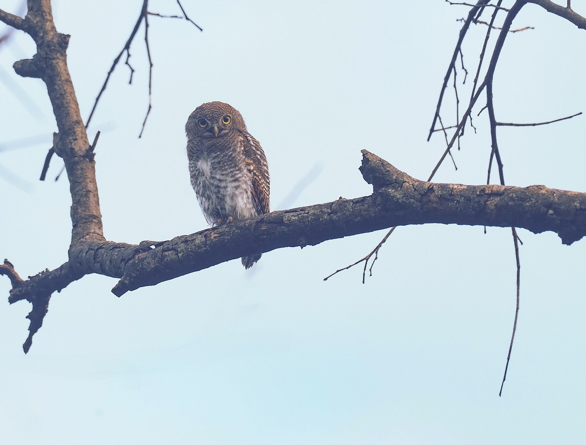 Jungle Owlet - ML639944955