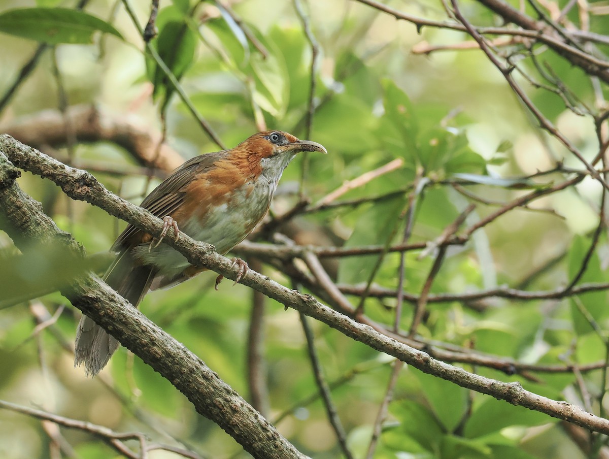 Rusty-cheeked Scimitar-Babbler - ML639944963