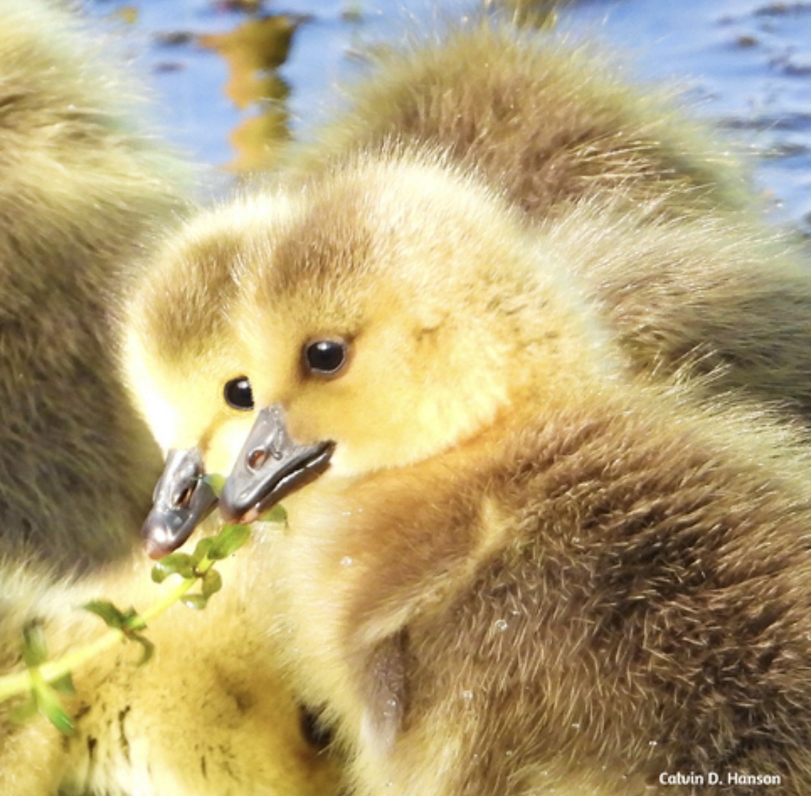 Canada Goose - ML639944972