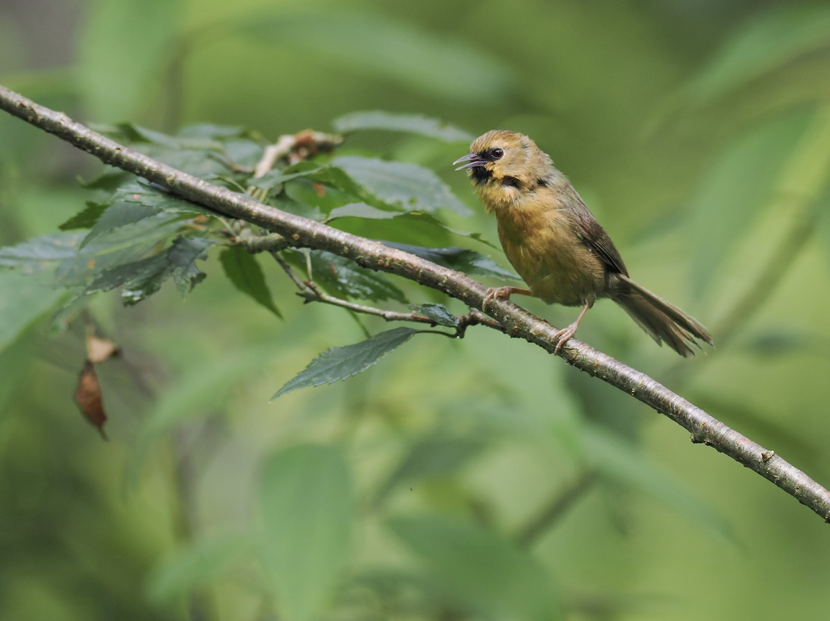 Black-chinned Babbler - ML639944976