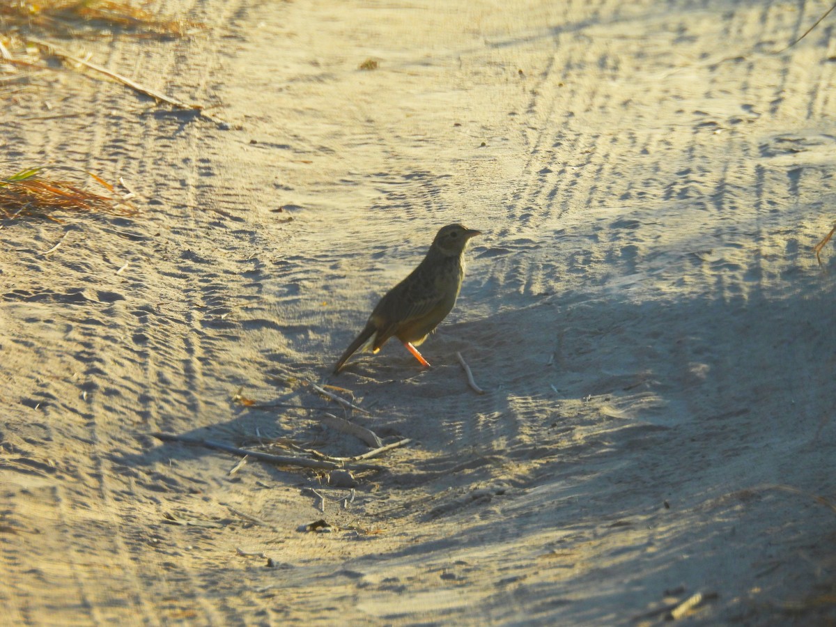 Rufous-naped Lark - ML639945001