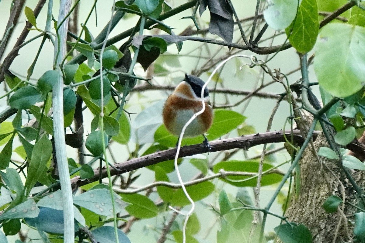 Pririt du Cap (capensis) - ML639945079