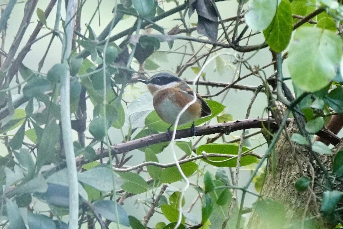 Pririt du Cap (capensis) - ML639945080