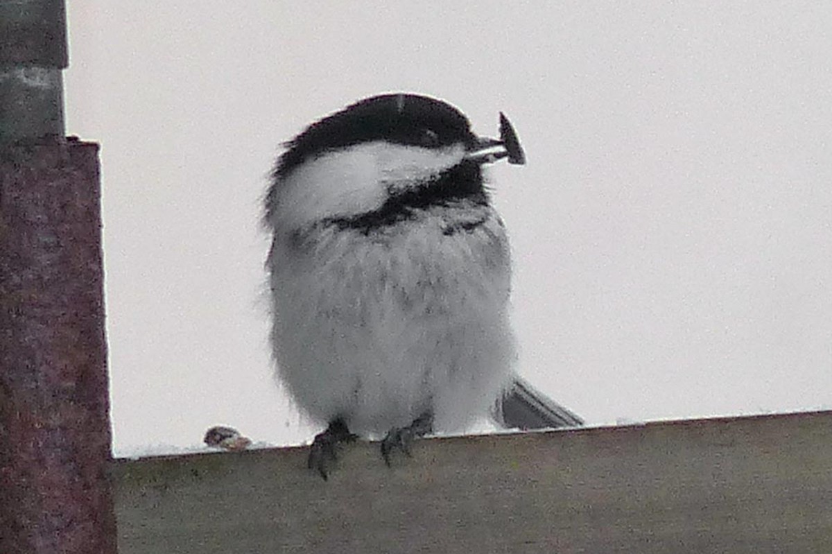 Black-capped Chickadee - ML639945157
