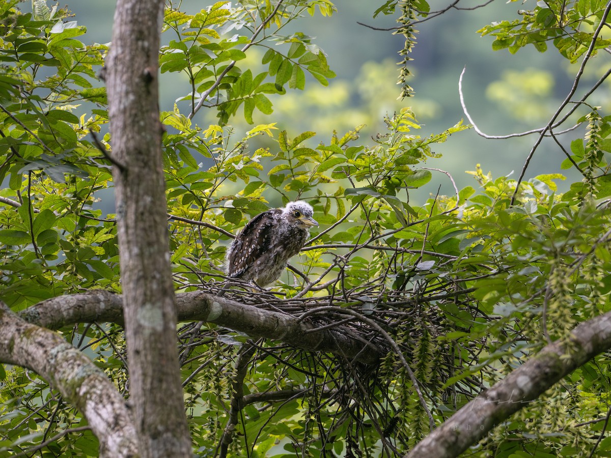 White-eared Night Heron - ML639945171
