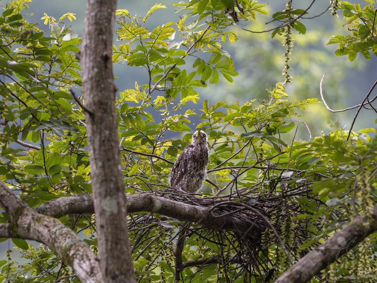 White-eared Night Heron - ML639945172