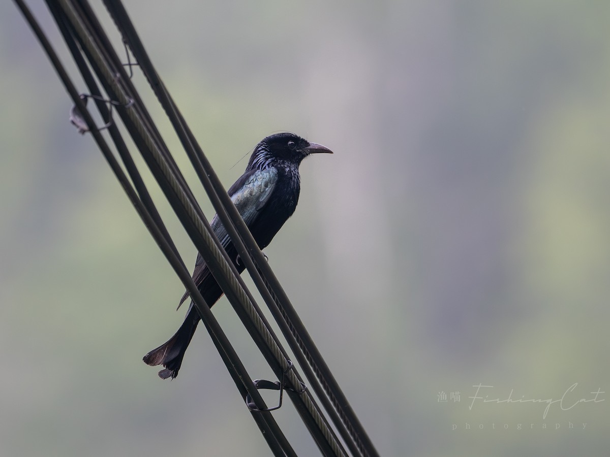 Hair-crested Drongo - ML639945176