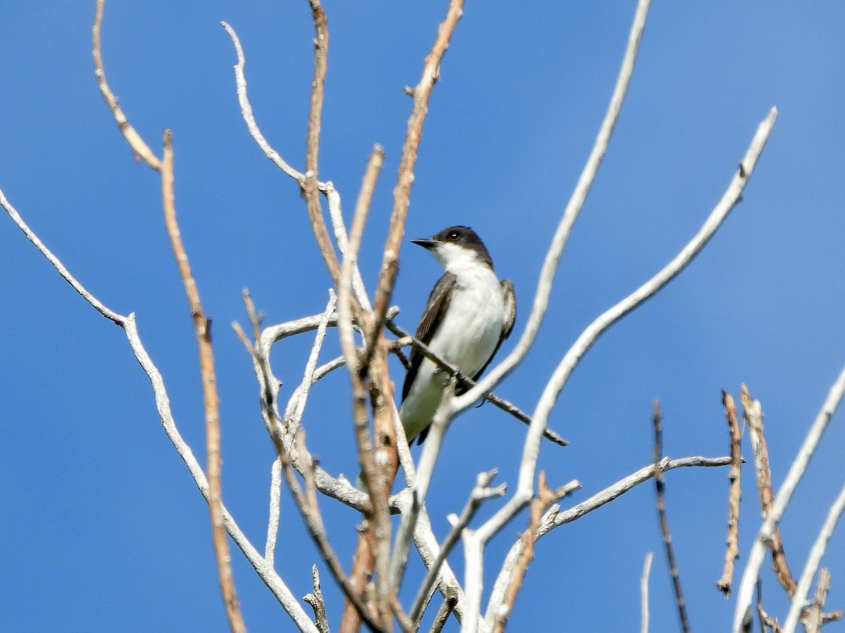 tyran obecný - ML639945205