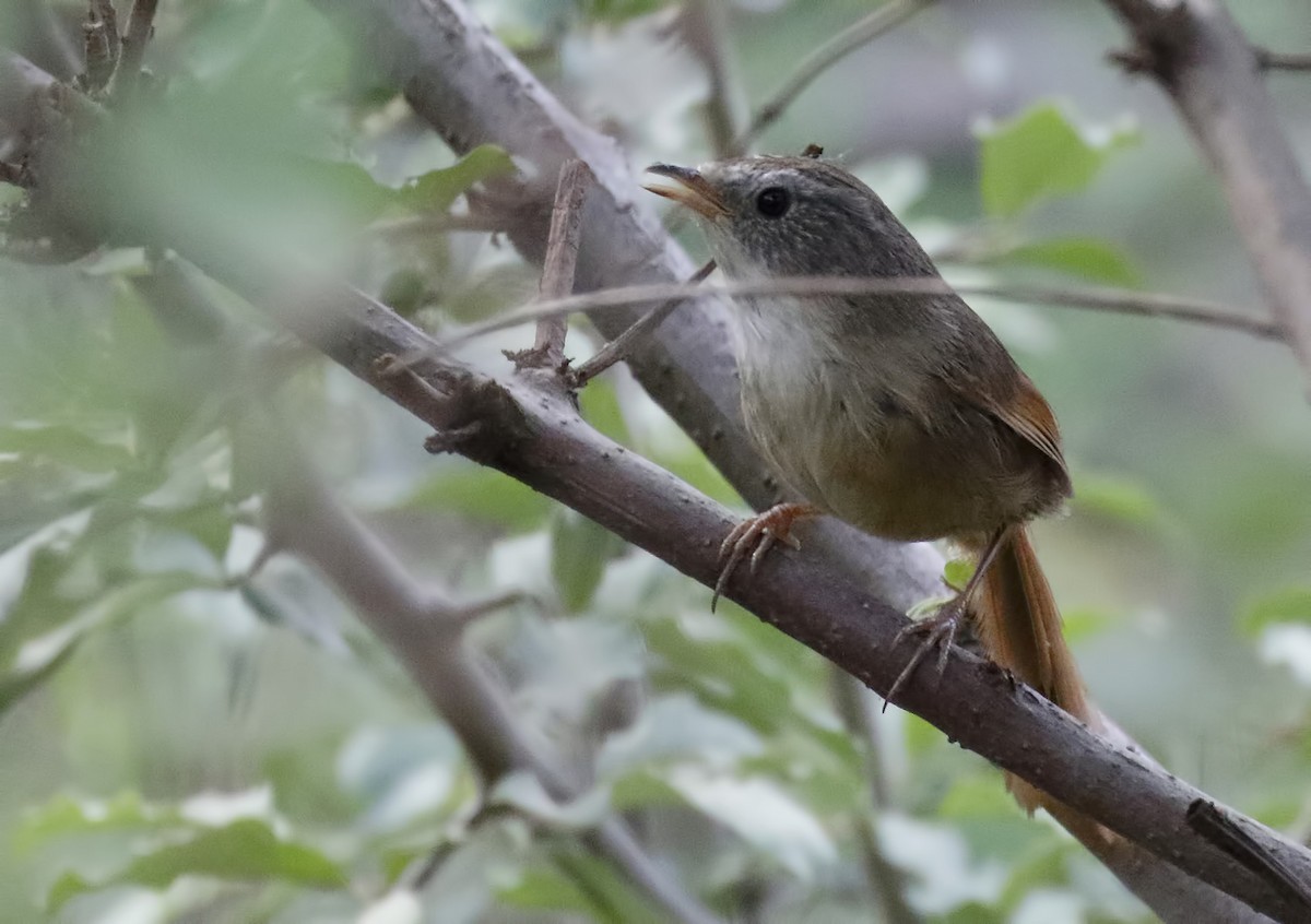 Rufous-tailed Babbler - ML63994521