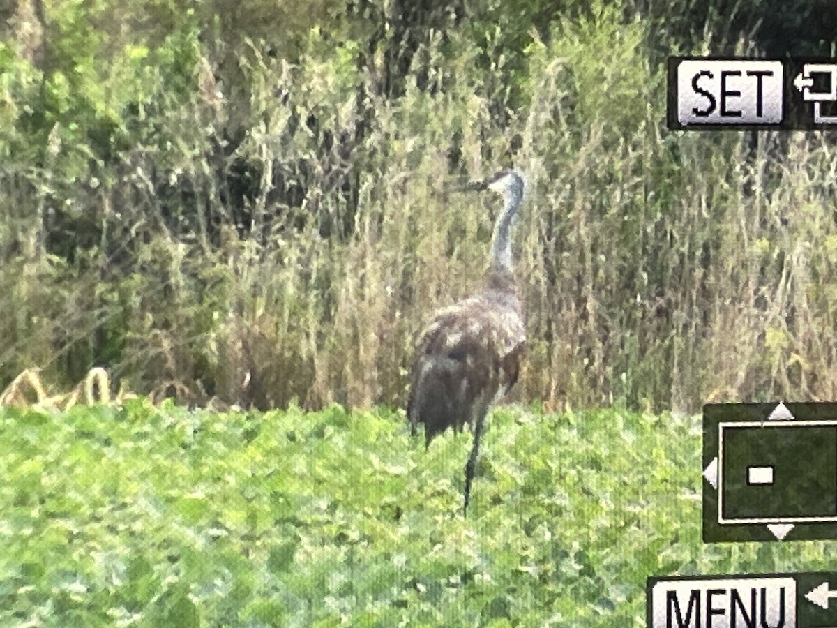 Sandhill Crane - ML639945210