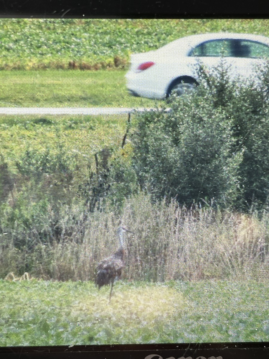 Sandhill Crane - ML639945211
