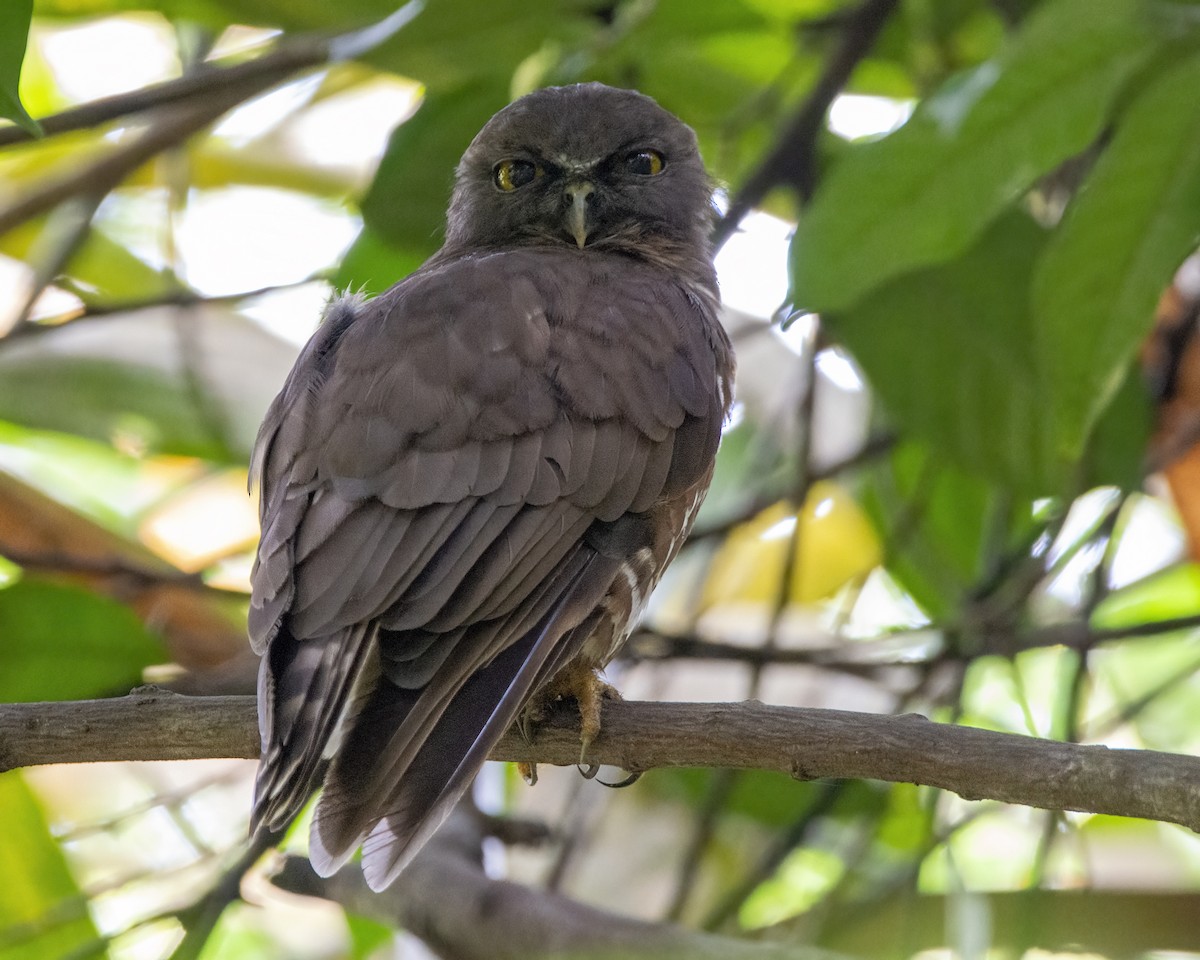 Brown Boobook - ML639945214