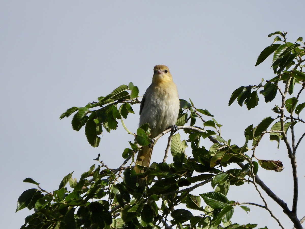 Bullock's Oriole - ML639945215