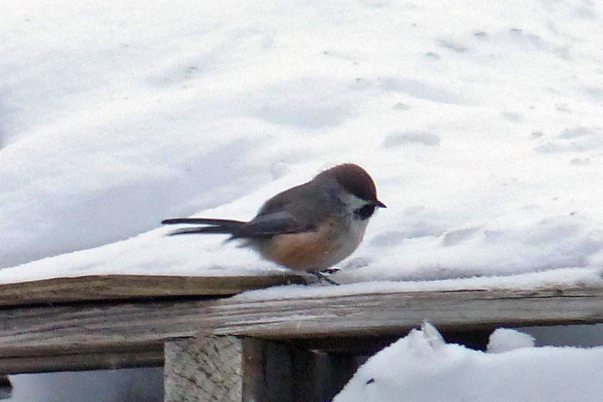 Boreal Chickadee - ML639945218