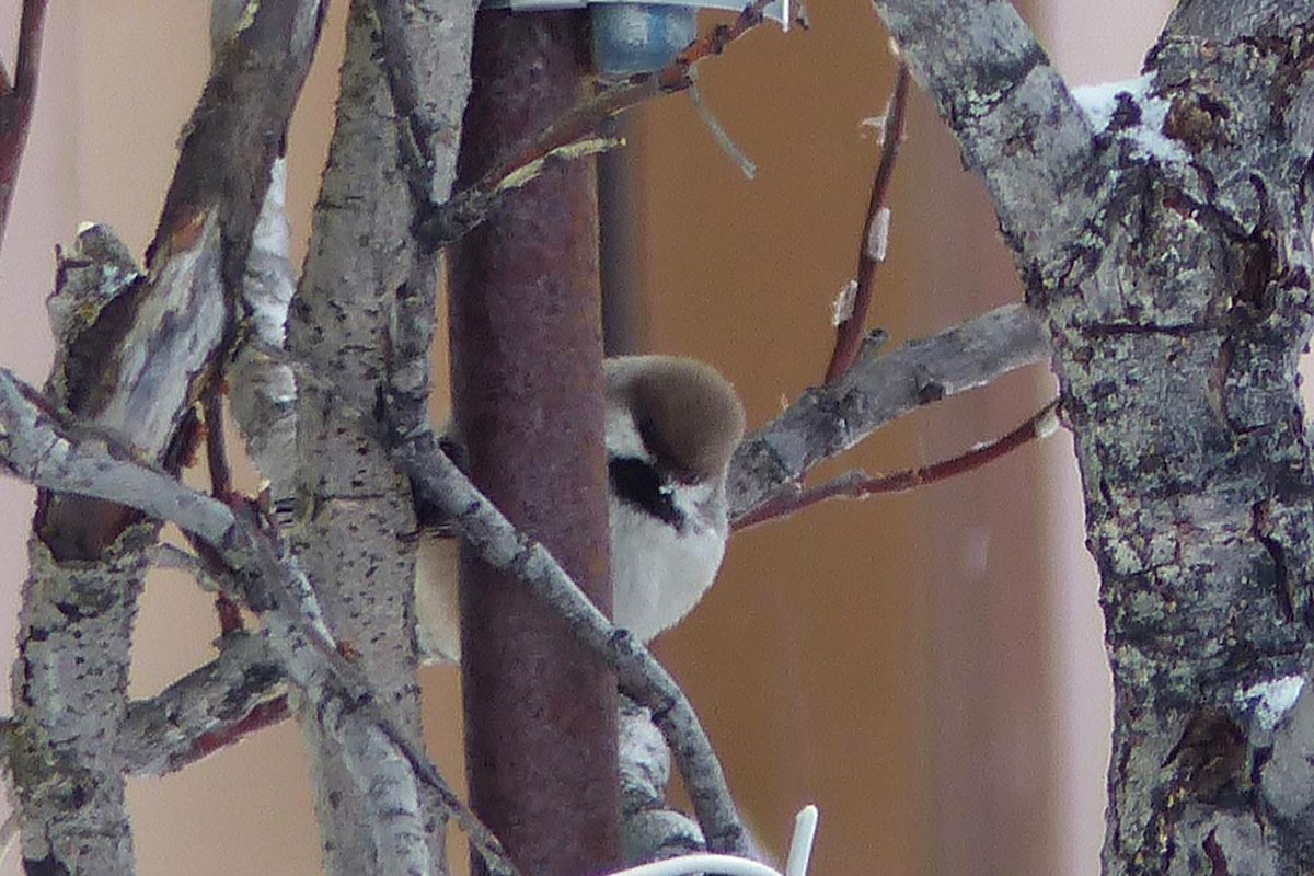 Boreal Chickadee - ML639945219