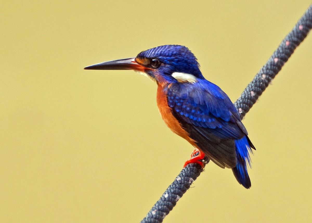 Blue-eared Kingfisher - ML639945223