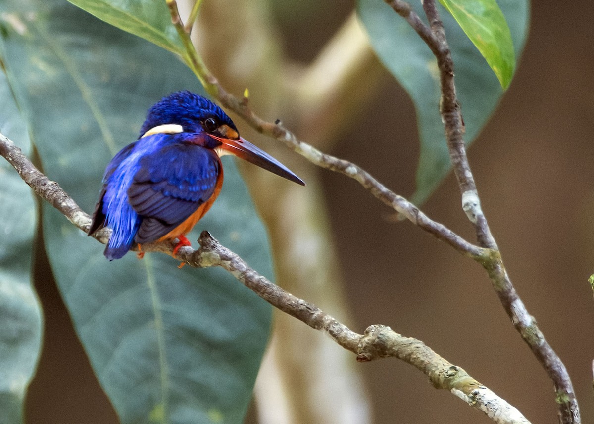 Blue-eared Kingfisher - ML639945225