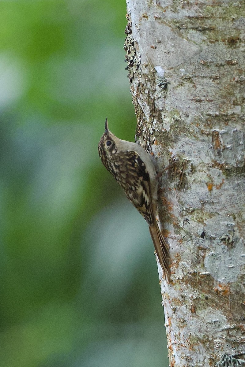 Sikkim Treecreeper - ML639945242
