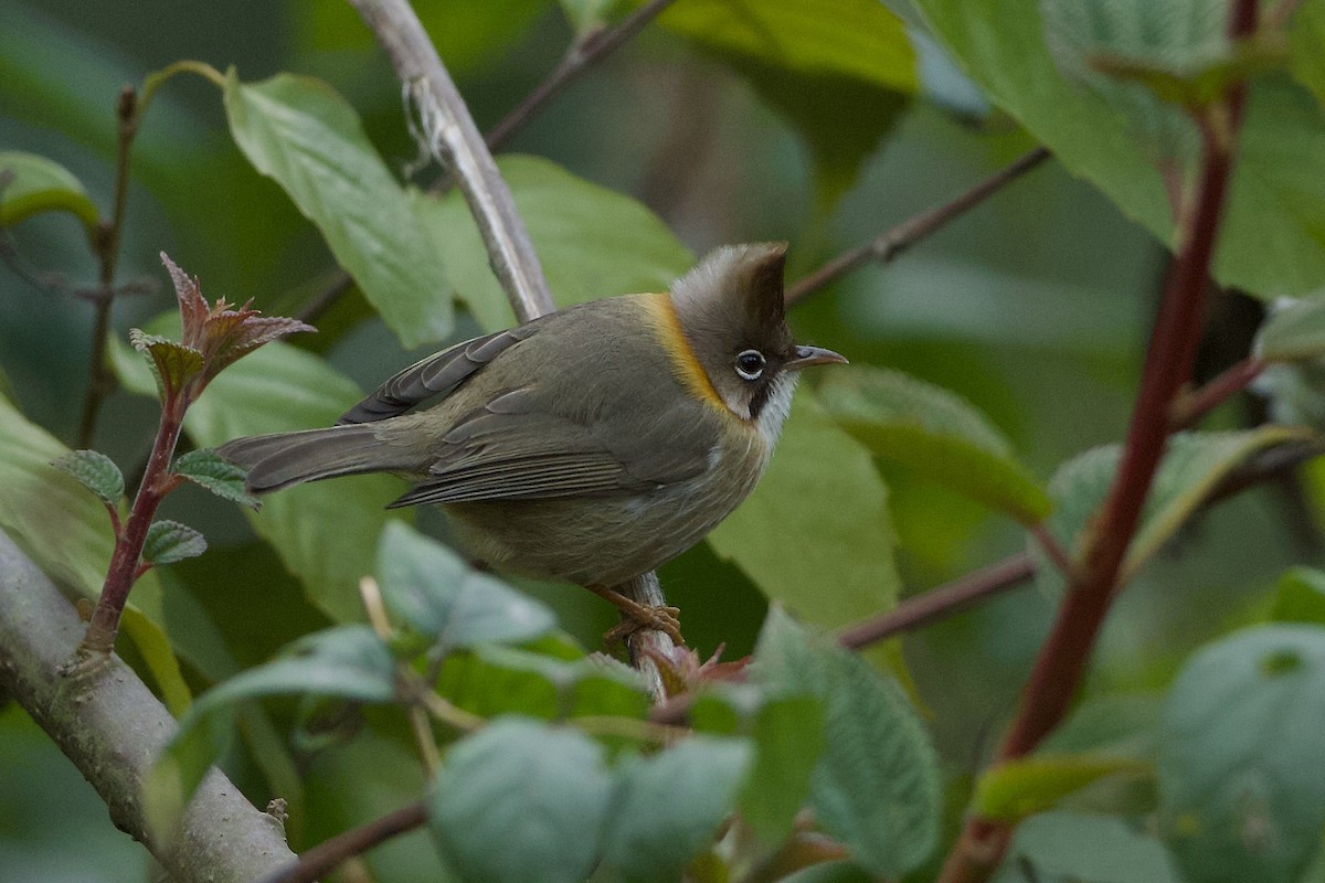 Yuhina Bigotuda - ML639945252