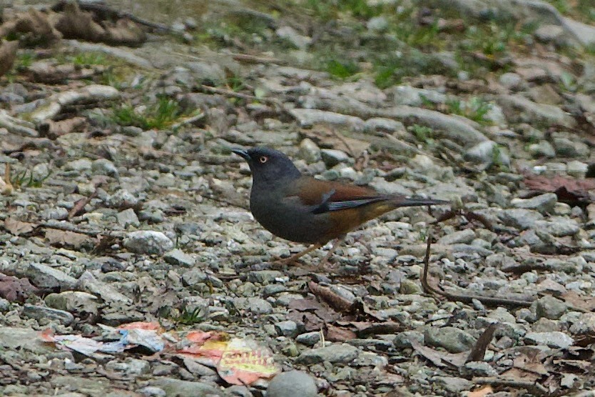 Maroon-backed Accentor - ML639945263