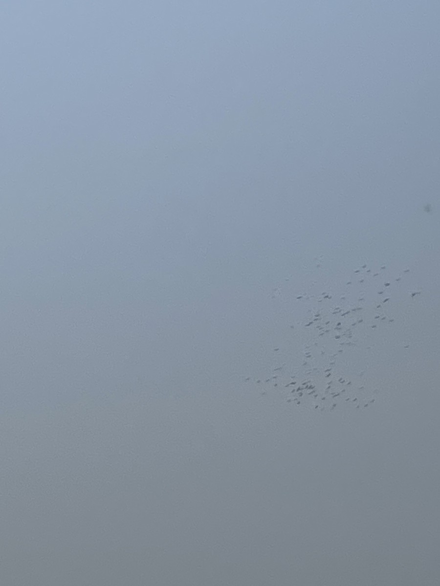 American White Pelican - ML639945340