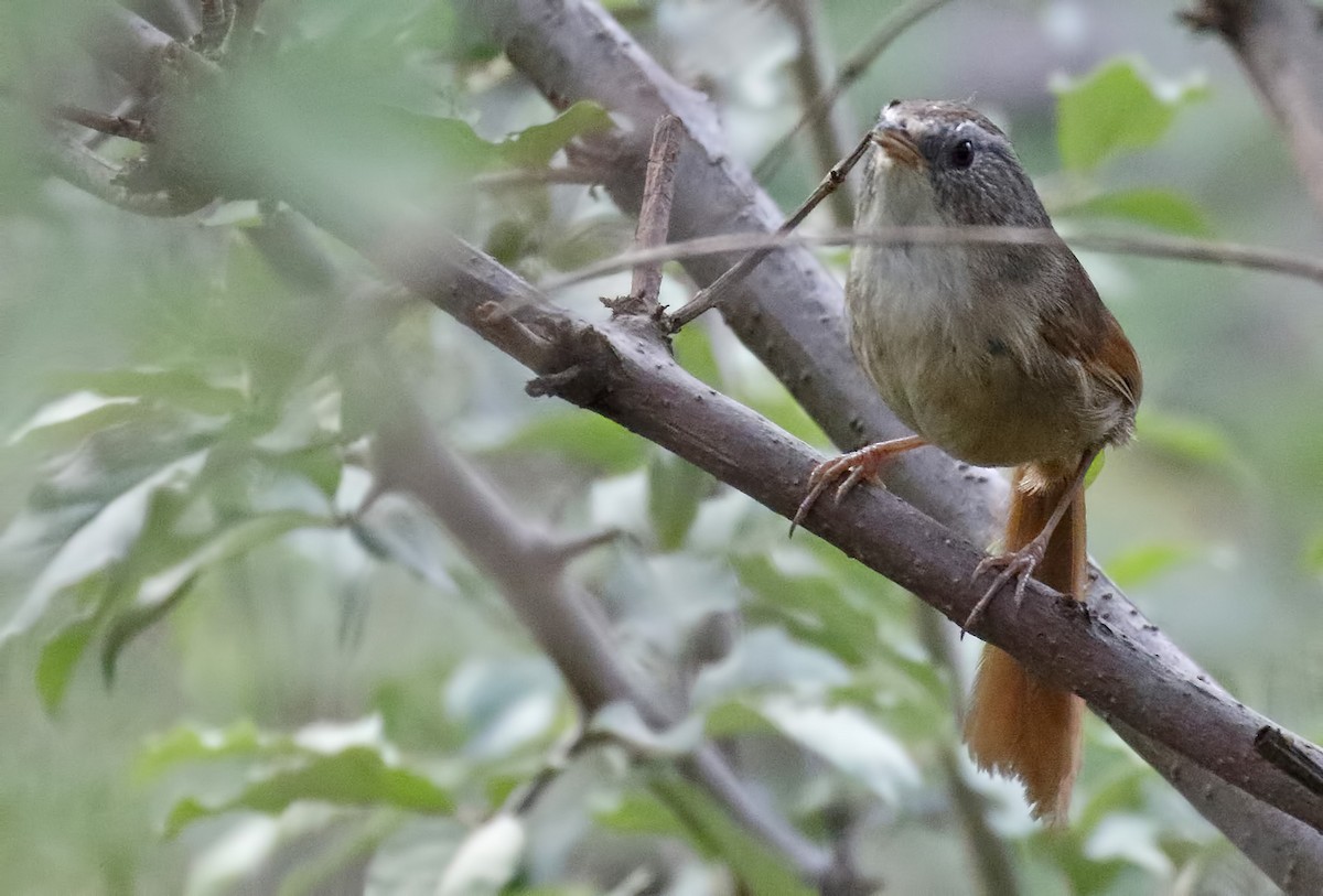 Rufous-tailed Babbler - ML63994551