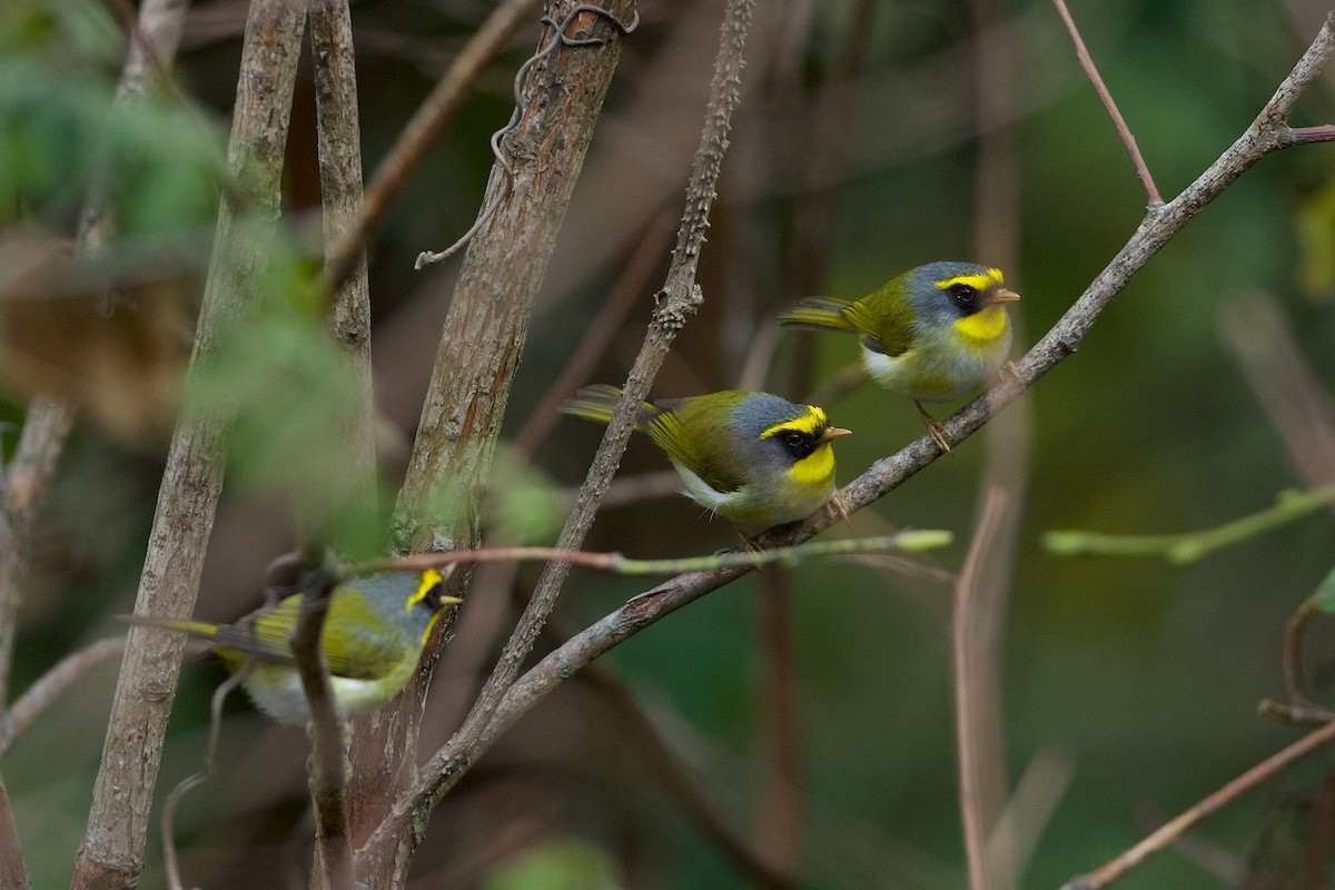 Black-faced Warbler - ML639945530