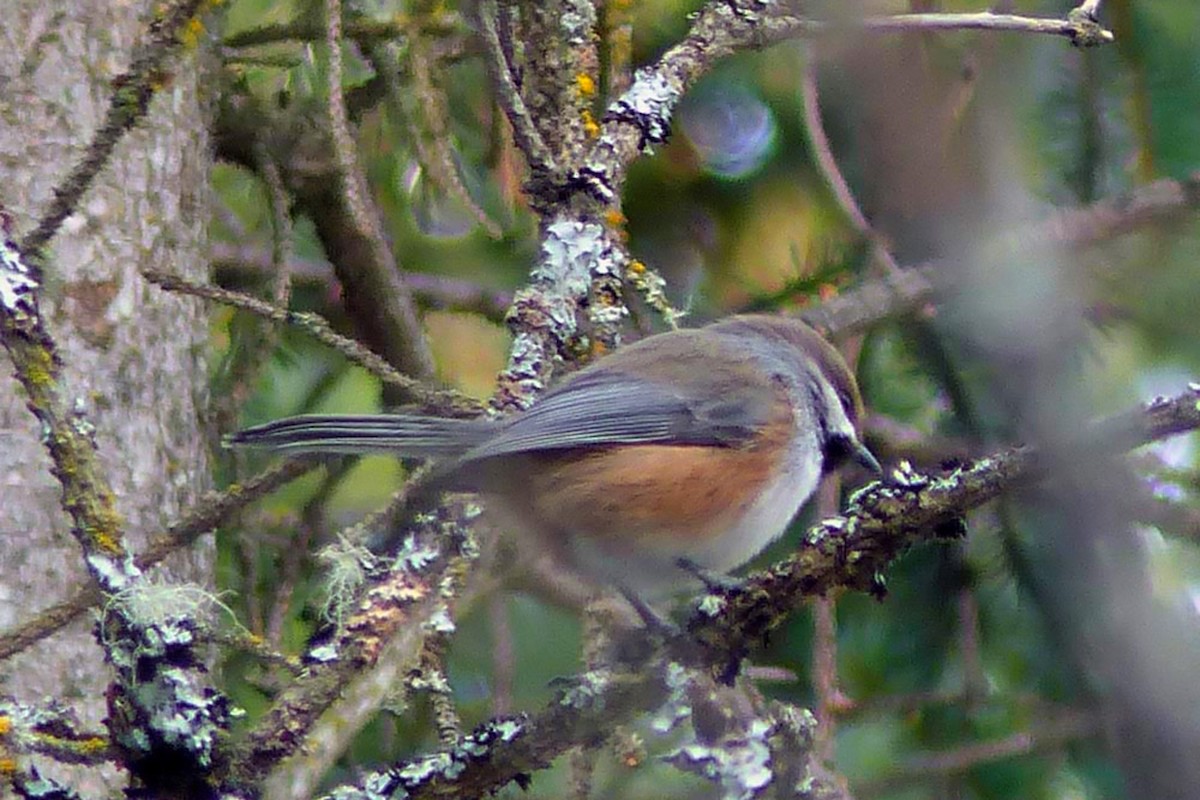 Boreal Chickadee - ML639945579