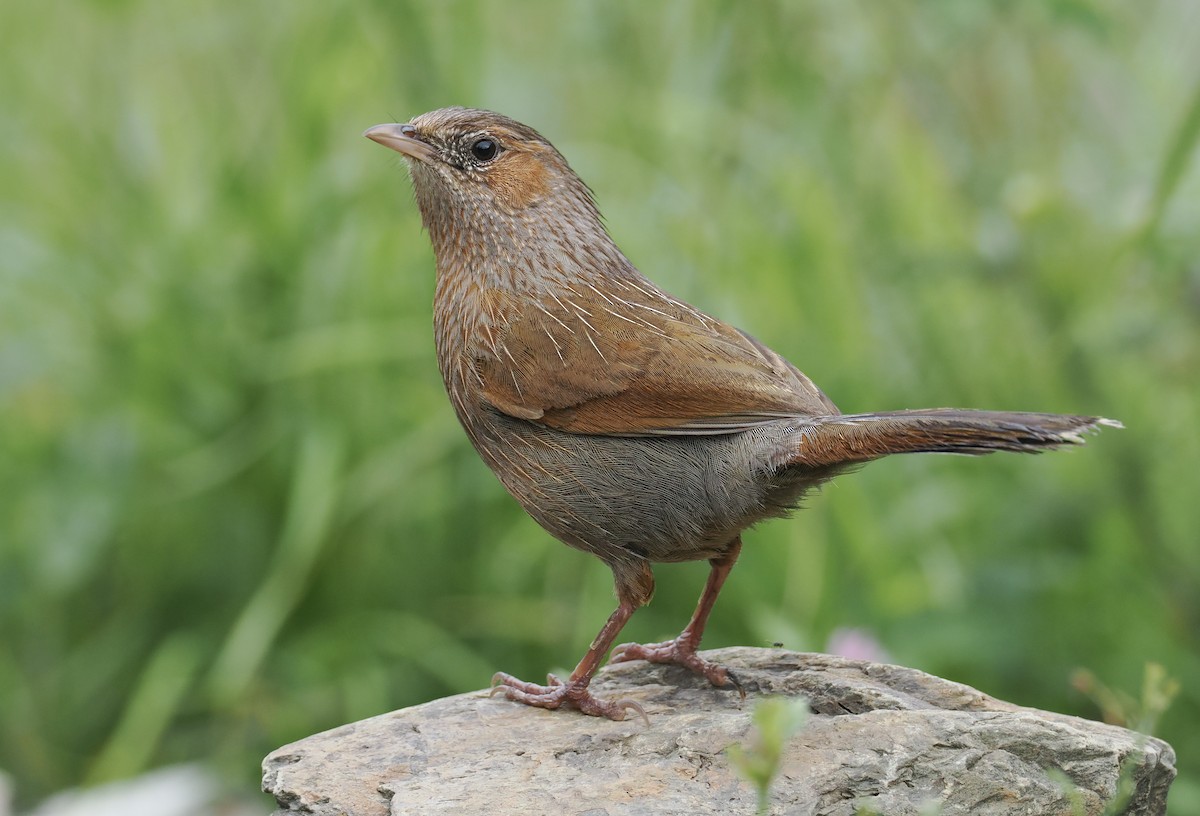 Streaked Laughingthrush - ML639945584