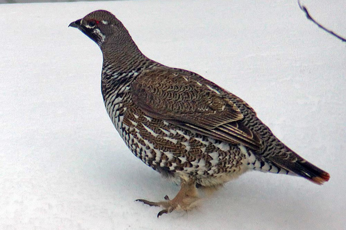 Spruce Grouse - ML639945665