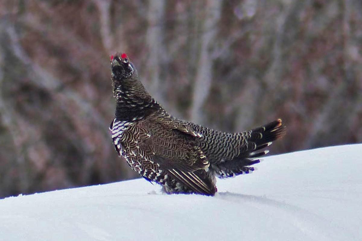 Spruce Grouse - ML639945666