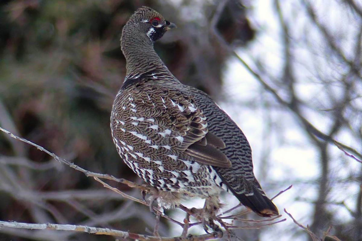 Spruce Grouse - ML639945667
