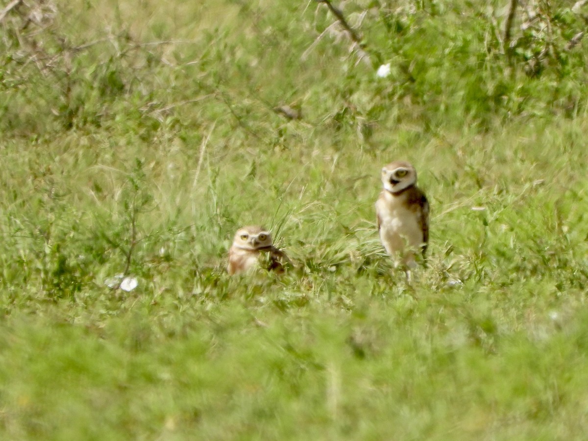 sýček králičí - ML639945710