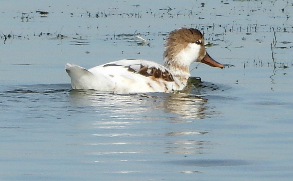 Ente, unbestimmt - ML639945743
