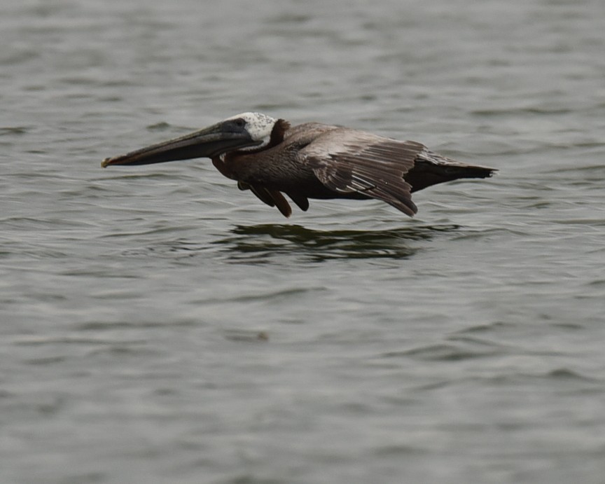 Brown Pelican - ML639945869