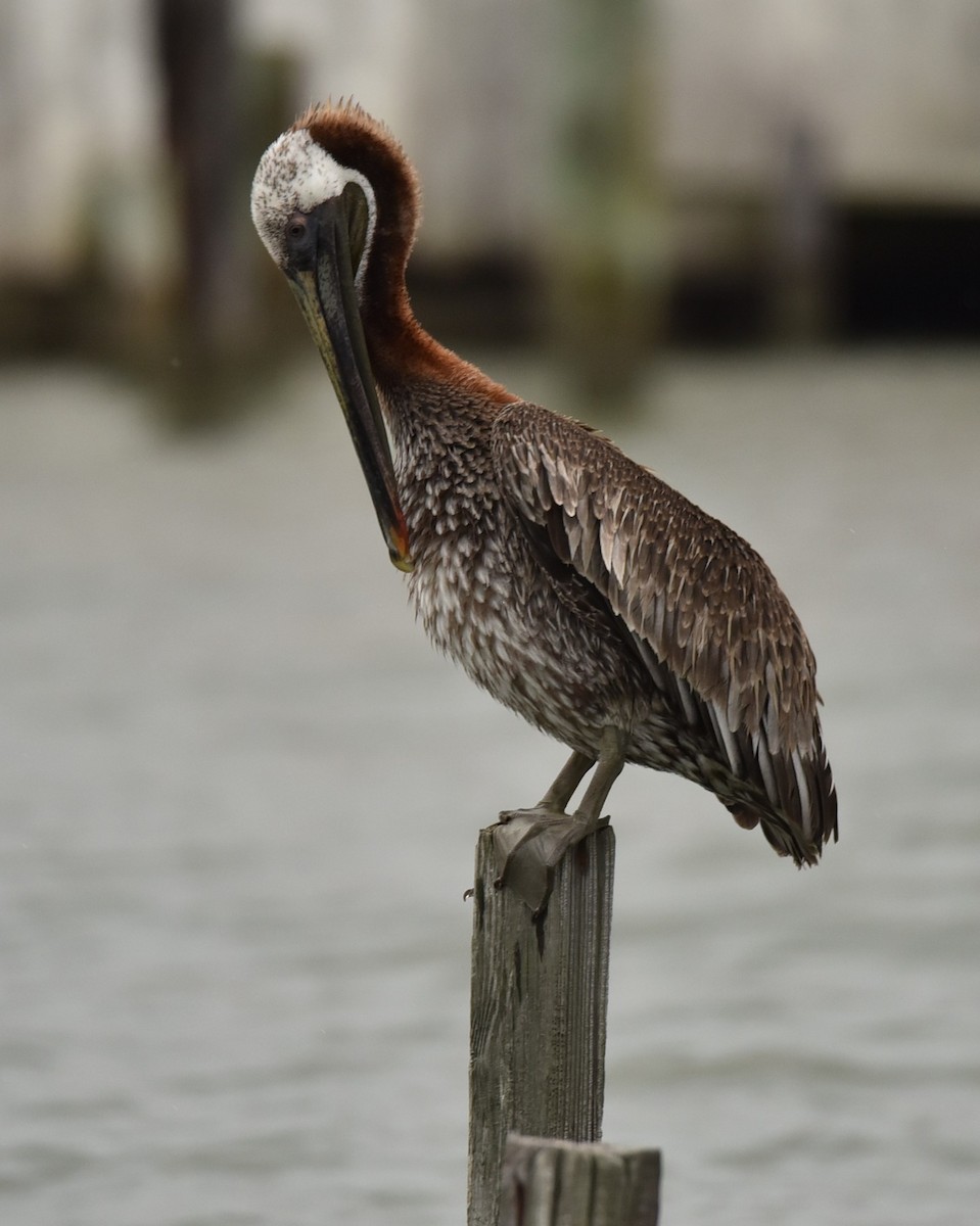 Brown Pelican - ML639945872