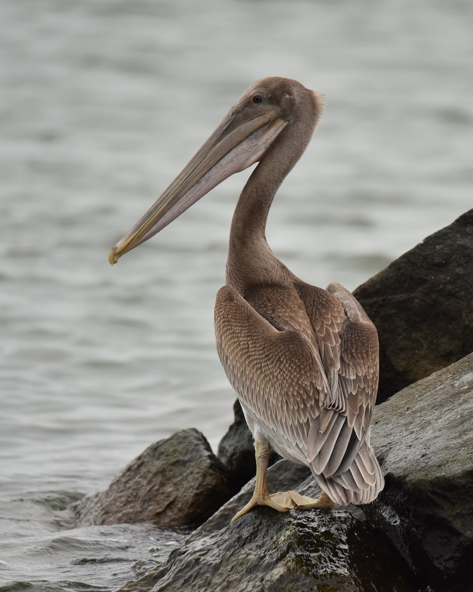 Brown Pelican - ML639945873
