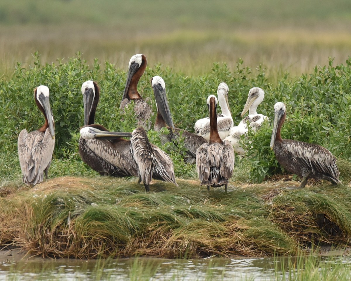 Brown Pelican - ML639945874