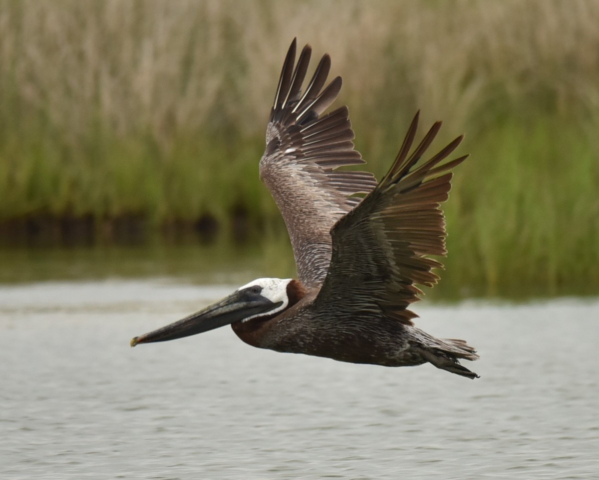 Brown Pelican - ML639945875