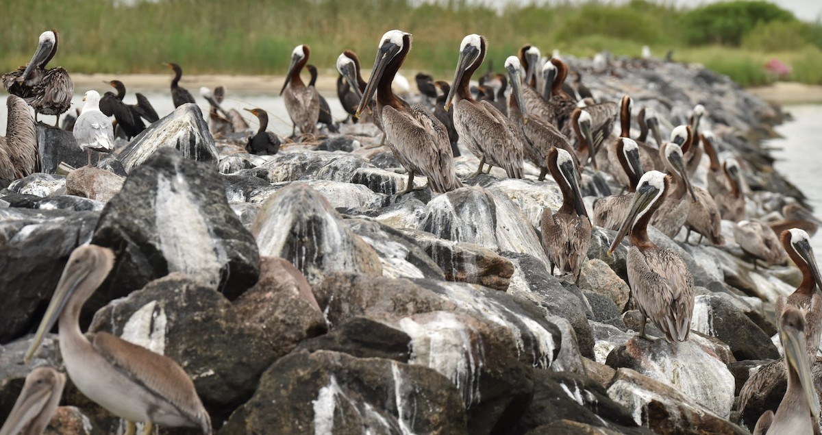 Brown Pelican - ML639945876